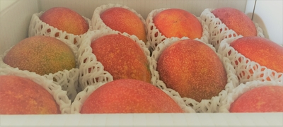 宮古島産マンゴー 良品4.5kg（白箱入） | RIN−KAJUEN